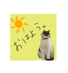 ちあーず2（個別スタンプ：1）