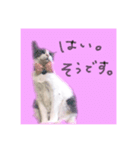 ちあーず2（個別スタンプ：6）