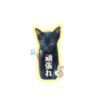 チョビくんのいる毎日☆（個別スタンプ：16）