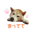 ゆめのワンコひな（個別スタンプ：1）
