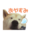 ゆめのワンコひな（個別スタンプ：7）