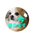 coco.mr（個別スタンプ：6）
