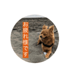 しぶちょぼ（個別スタンプ：1）