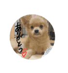 しぶちょぼ（個別スタンプ：6）