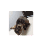 ちぃかとおもいきやのしぃ（個別スタンプ：24）