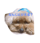 トイプーのココ（個別スタンプ：2）