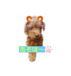 トイプーのココ（個別スタンプ：8）