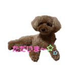 トイプーのココ（個別スタンプ：9）