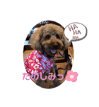 トイプーのココ（個別スタンプ：16）