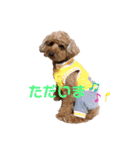 トイプーのココ（個別スタンプ：22）