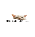 からあげくんとつくねくん（個別スタンプ：1）