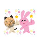 床屋さんの看板猫、人気猫ミー②（個別スタンプ：2）