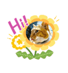 床屋さんの看板猫、人気猫ミー②（個別スタンプ：3）