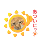 床屋さんの看板猫、人気猫ミー②（個別スタンプ：5）