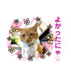床屋さんの看板猫、人気猫ミー②（個別スタンプ：11）
