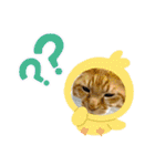 床屋さんの看板猫、人気猫ミー②（個別スタンプ：12）