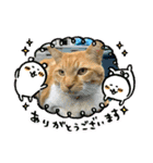 床屋さんの看板猫、人気猫ミー②（個別スタンプ：13）