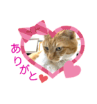 床屋さんの看板猫、人気猫ミー②（個別スタンプ：15）