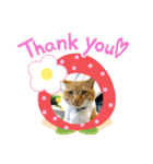 床屋さんの看板猫、人気猫ミー②（個別スタンプ：16）
