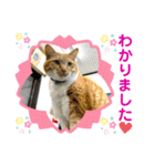 床屋さんの看板猫、人気猫ミー②（個別スタンプ：23）