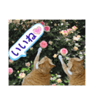 床屋さんの看板猫、人気猫ミー②（個別スタンプ：25）