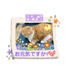 床屋さんの看板猫、人気猫ミー②（個別スタンプ：27）