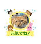 床屋さんの看板猫、人気猫ミー②（個別スタンプ：29）