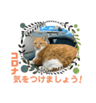 床屋さんの看板猫、人気猫ミー②（個別スタンプ：30）