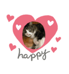 我家の猫はなちゃんスタンプ（個別スタンプ：1）