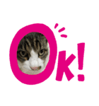 我家の猫はなちゃんスタンプ（個別スタンプ：3）