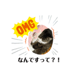 我家の猫はなちゃんスタンプ（個別スタンプ：5）