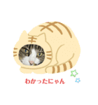 我家の猫はなちゃんスタンプ（個別スタンプ：6）