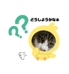 我家の猫はなちゃんスタンプ（個別スタンプ：8）