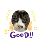我家の猫はなちゃんスタンプ（個別スタンプ：11）