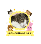 我家の猫はなちゃんスタンプ（個別スタンプ：12）