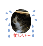 我家の猫はなちゃんスタンプ（個別スタンプ：13）