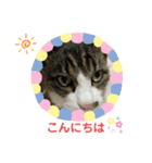 我家の猫はなちゃんスタンプ（個別スタンプ：14）