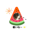 我家の猫はなちゃんスタンプ（個別スタンプ：15）