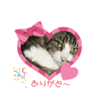 我家の猫はなちゃんスタンプ（個別スタンプ：16）