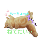 だいきちごきげん（個別スタンプ：8）