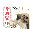暴れん坊犬 なな＆ルカ 2（個別スタンプ：1）