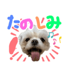 暴れん坊犬 なな＆ルカ 2（個別スタンプ：9）