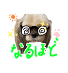 暴れん坊犬 なな＆ルカ 2（個別スタンプ：12）