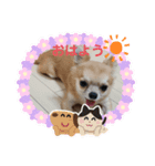 お転婆のさくらとビビりのクッキー（個別スタンプ：10）