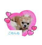お転婆のさくらとビビりのクッキー（個別スタンプ：11）