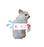 お転婆のさくらとビビりのクッキー（個別スタンプ：12）