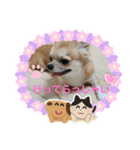 お転婆のさくらとビビりのクッキー（個別スタンプ：15）