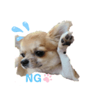 おてんばチワワさくらのいろいろ挨拶（個別スタンプ：2）