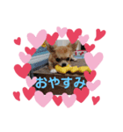 おてんばチワワさくらのいろいろ挨拶（個別スタンプ：6）