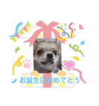 おてんばチワワさくらのいろいろ挨拶（個別スタンプ：8）